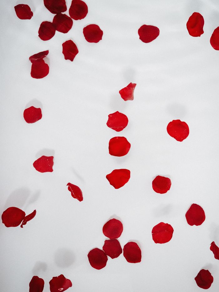 Scattered red rose petals on a white background, ideal for Valentine's themes.